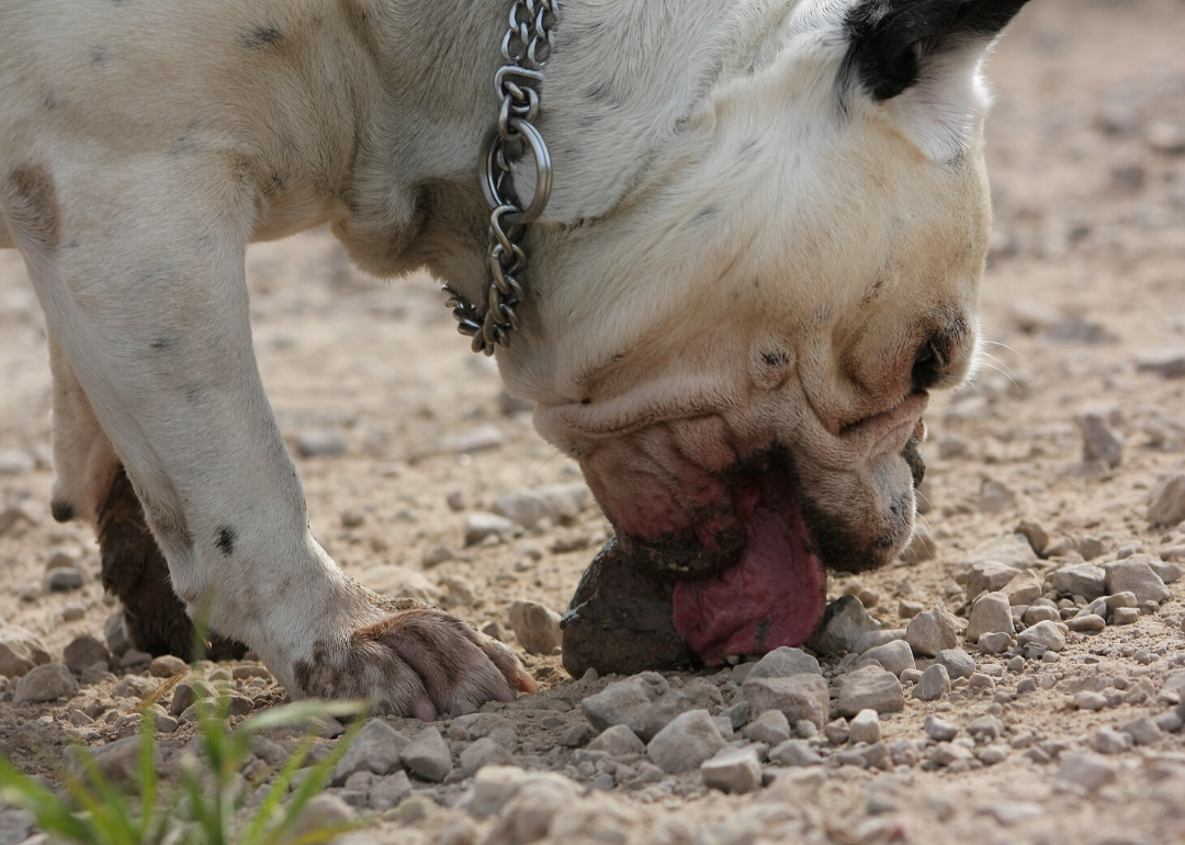 Dogs have another chemical sense in addition to smell